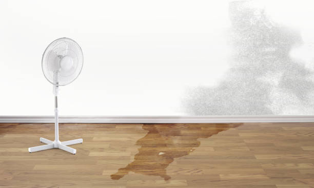 Best Carpet water damage restoration  in New Glarus, WI